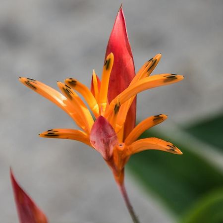 Paradise Beach Невис Екстериор снимка